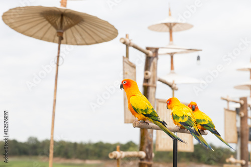 Foto Sun Parakeet or Sun Conure, the beautiful yellow and orange parr