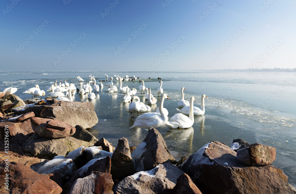 Fototapeta premium Swans on Lake Balaton in winter time, Hungary