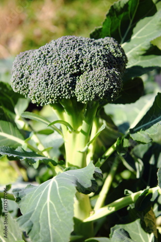 fresh green Broccoli plant growing in the garden photo