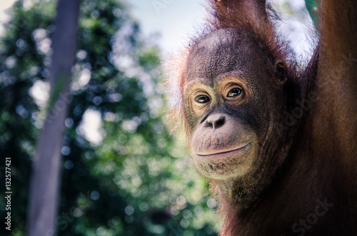 Bornean Orang Utan photo