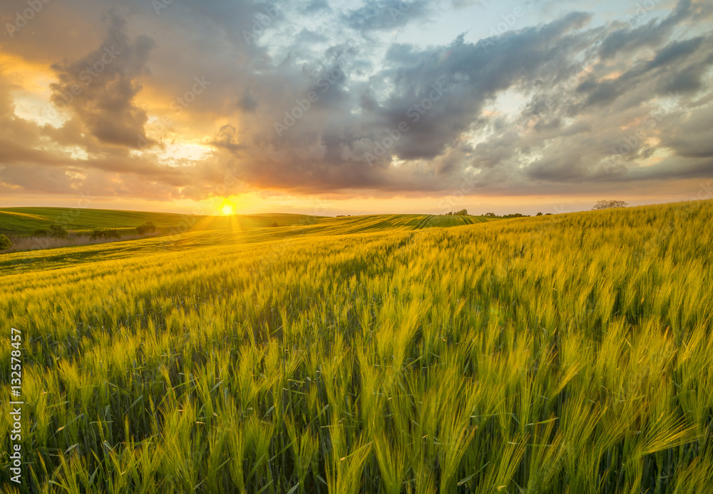 sunset over a field of young wheat, stalks waving in the wind