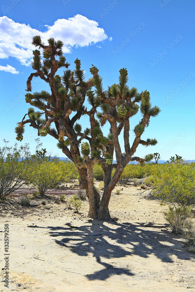Fototapeta premium Joshua Tree
