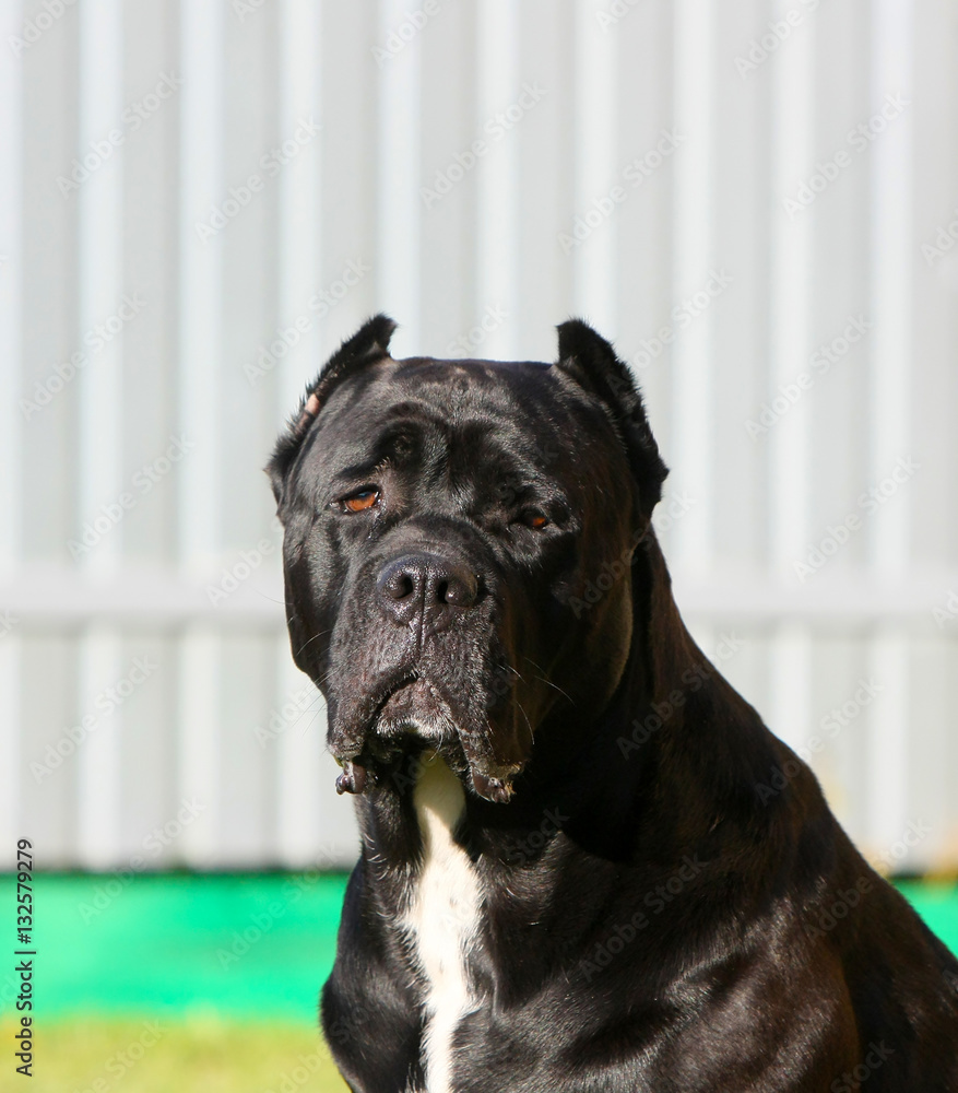 Italian Cane Corso. Portrait of a black dog close up. The puppy