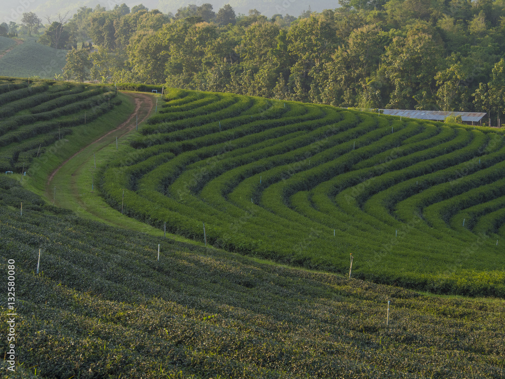 a curve way and plant rows in green tea field, Chiang Rai, Thail