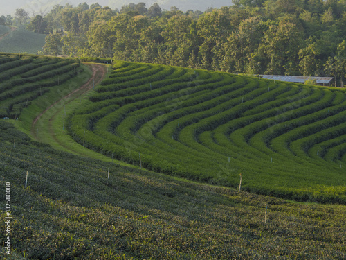 a curve way and plant rows in green tea field, Chiang Rai, Thail