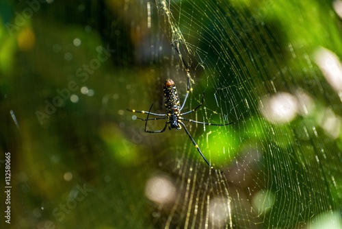 Spider on a his web