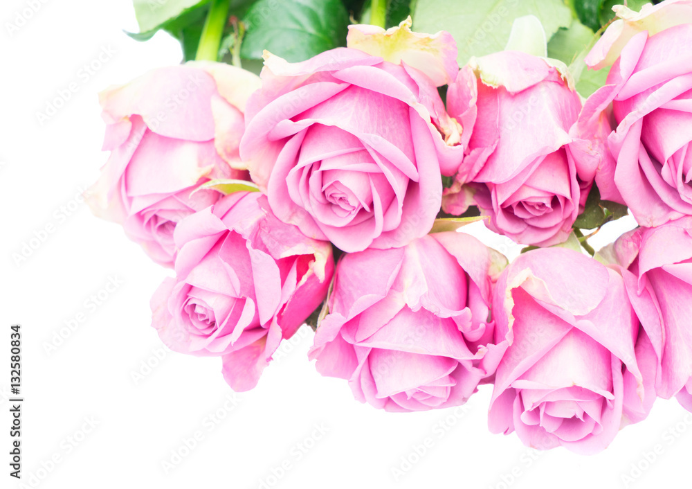 Violet blooming fresh roses row close up isolated on white background Violet blooming fresh roses row close up isolated on white background
