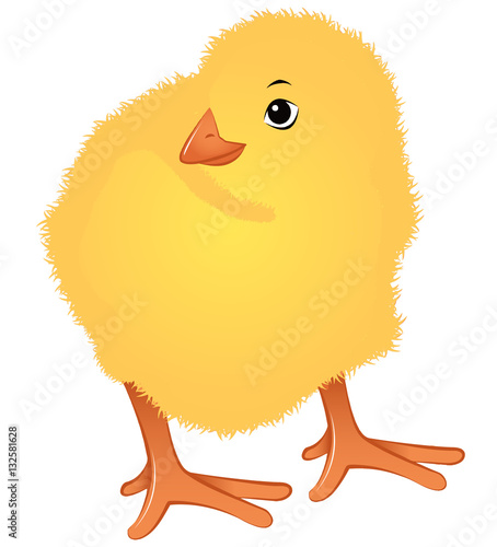Freshly hatched chicks
