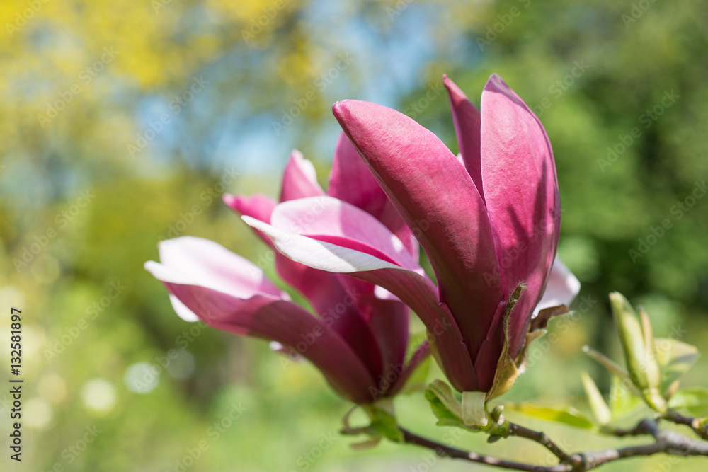 Fototapeta premium Flowers of magnolia on a branch pink