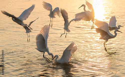 A group of White Egrets spread out for fishing