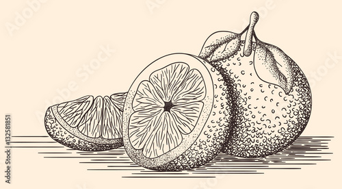 Hand drawn illustration of oranges