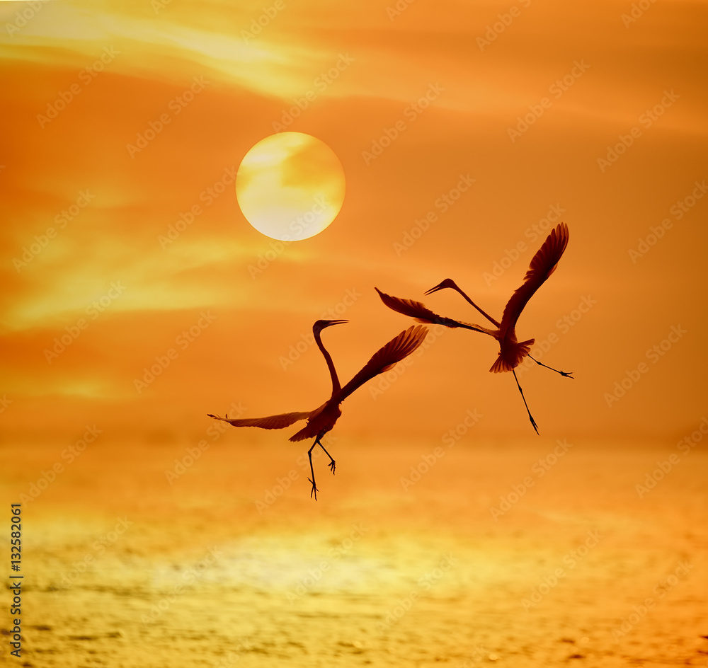 egrets play in sunset