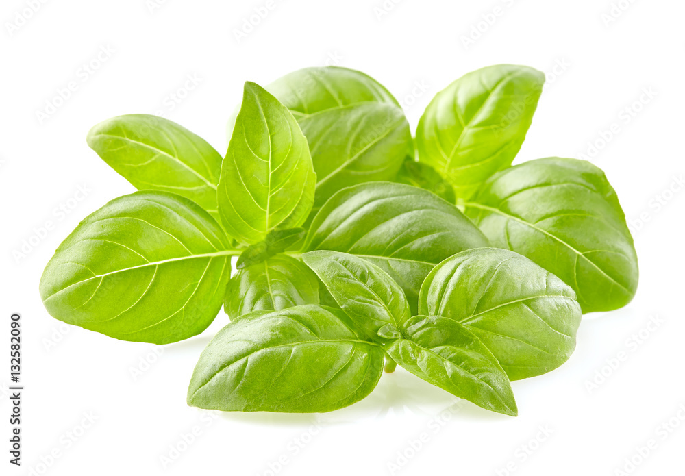 Basil leaves in closeup Basil leaves in closeup