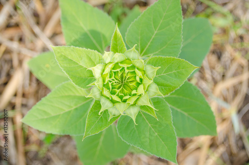 Top view Sunflower bud