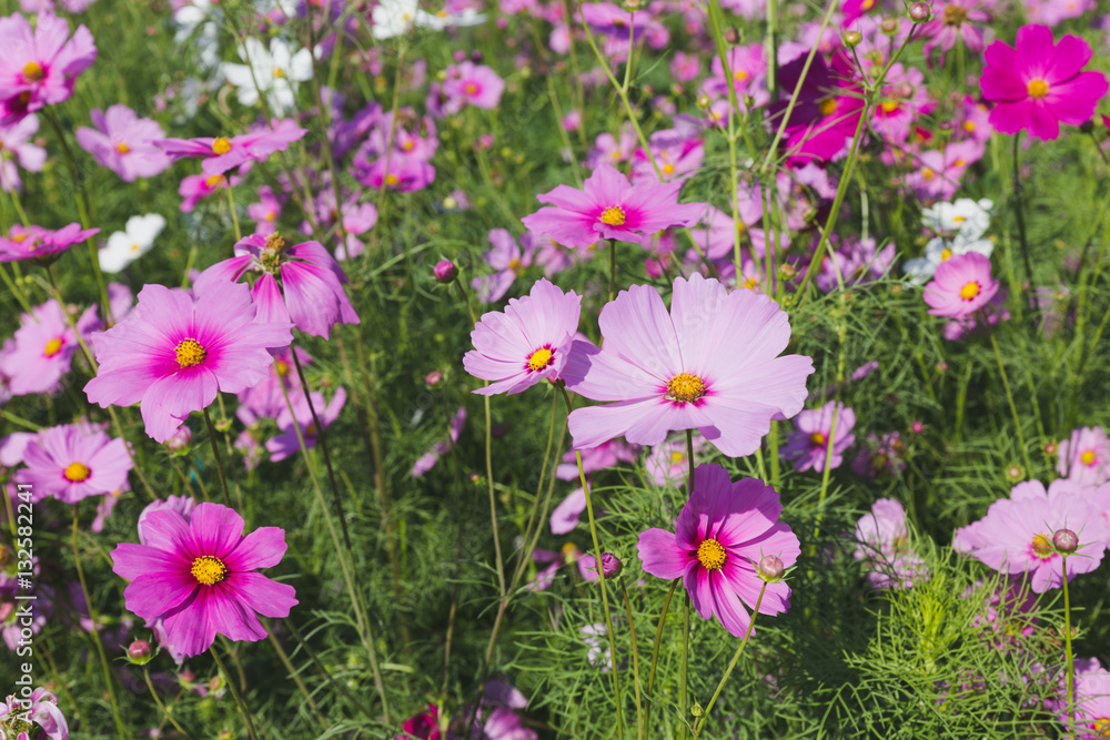 beautiful pink cosmos flower field beautiful pink cosmos flower field