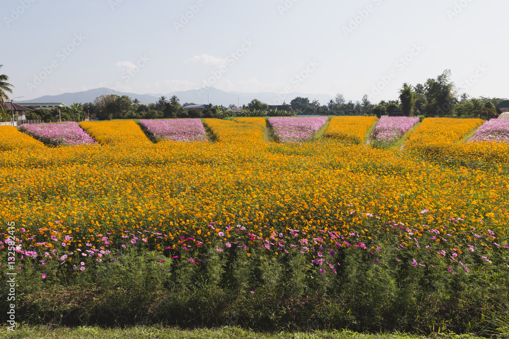 nature background of beautiful cosmos flower field