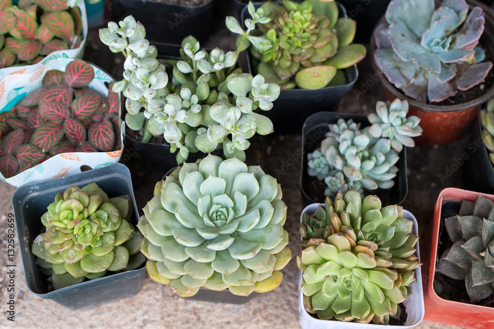 actus succulents in a planter actus succulents in a planter