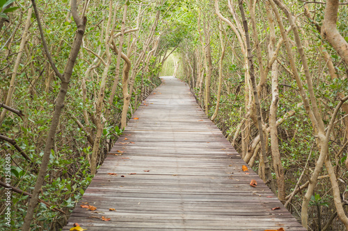 mangrove forest