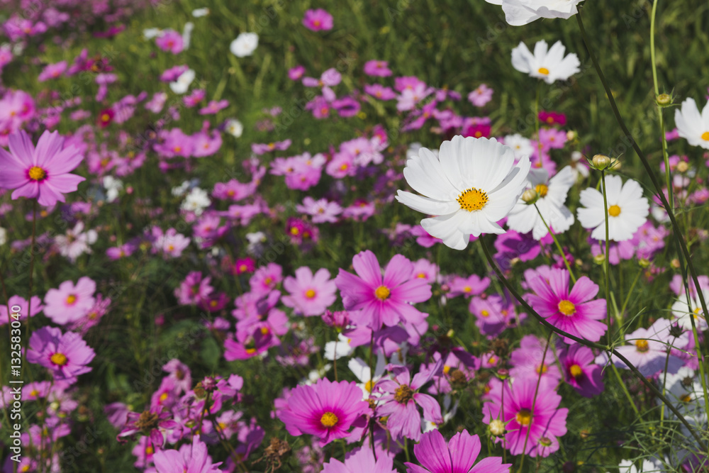 Fototapeta premium beautiful pink cosmos flower field