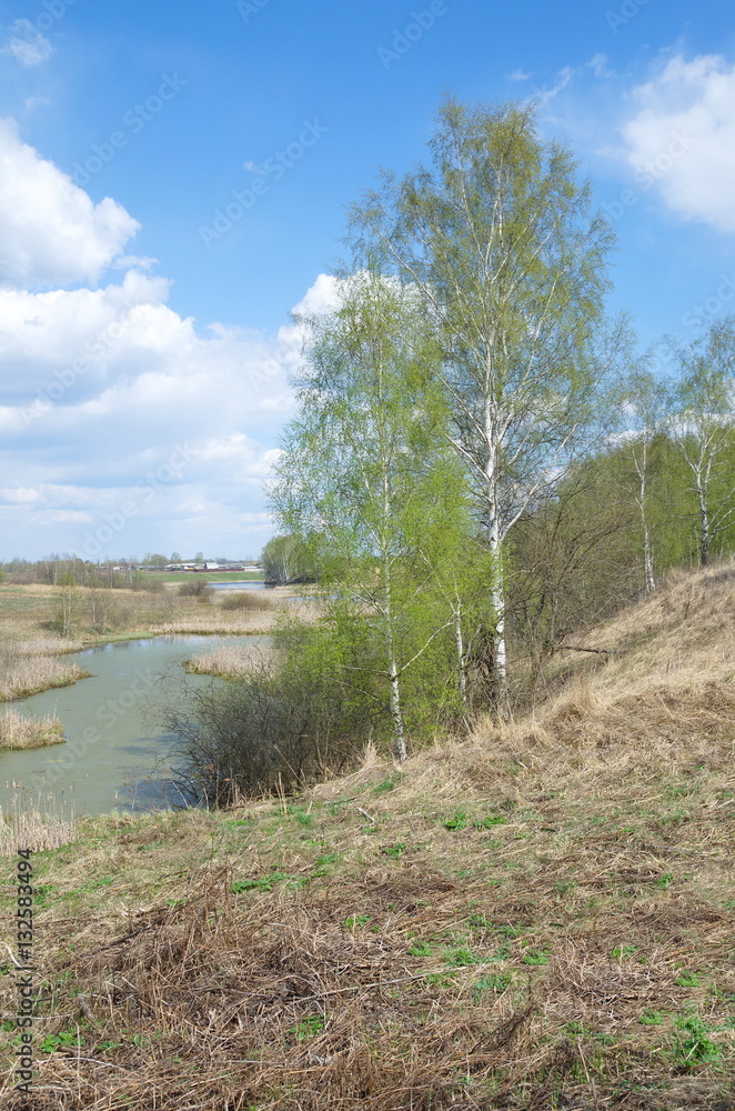 Spring rural landscape with birch trees on the banks of the river
