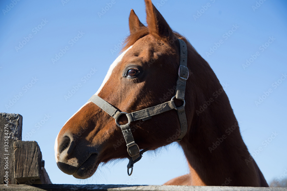 Obraz premium Thoroughbred horse looking over wooden corral fence
