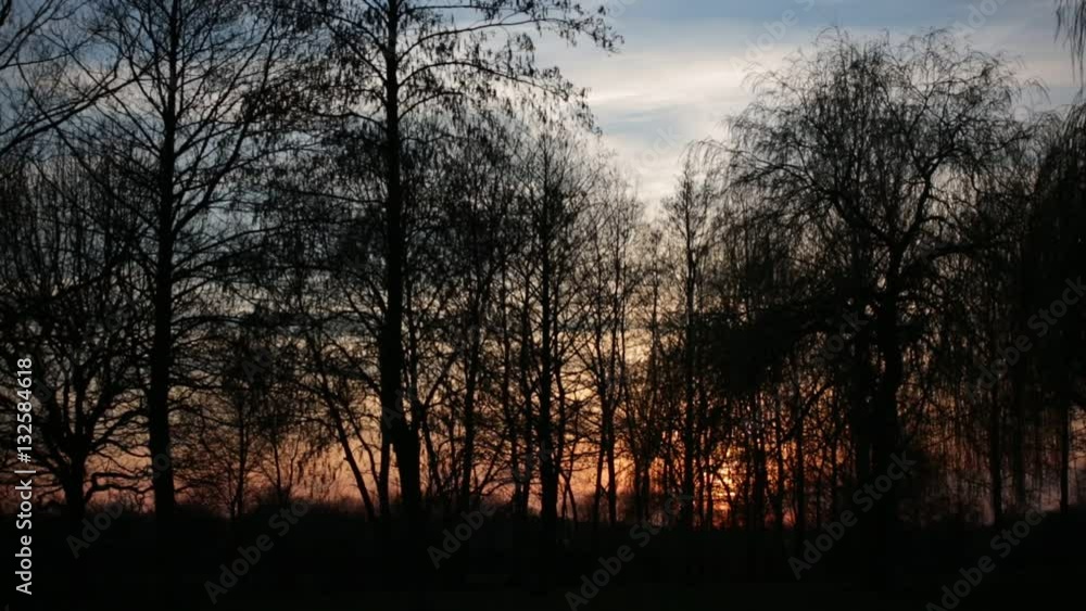 Dramatic Sunset in the forest Dramatic Sunset in the forest