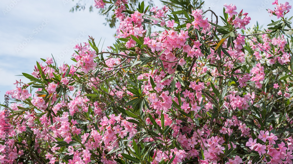 Oleander flowers ( Nerium oleander, Apocynaceae )The blossoming branch of a pink oleander. Oleander flowers ( Nerium oleander, Apocynaceae )The blossoming branch of a pink oleander.