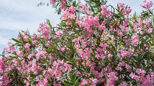 Oleander flowers   Nerium oleander  Apocynaceae  The blossoming branch of a pink oleander.