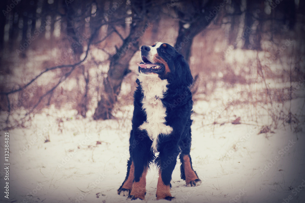 Bernese Mountain Dog outdoors