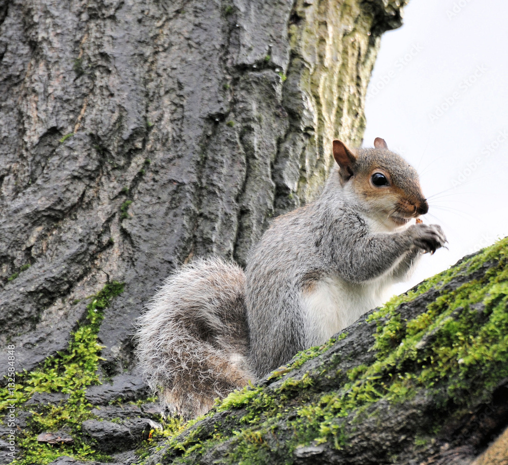 squirrel eating nut's squirrel eating nut's