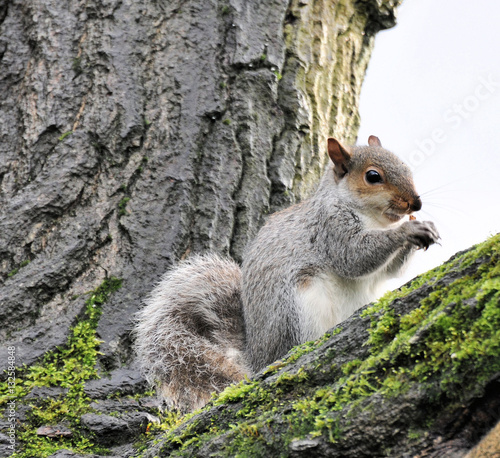 squirrel eating nut's