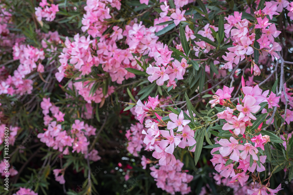 Oleander flowers ( Nerium oleander, Apocynaceae )The blossoming branch of a pink oleander. Oleander flowers ( Nerium oleander, Apocynaceae )The blossoming branch of a pink oleander.