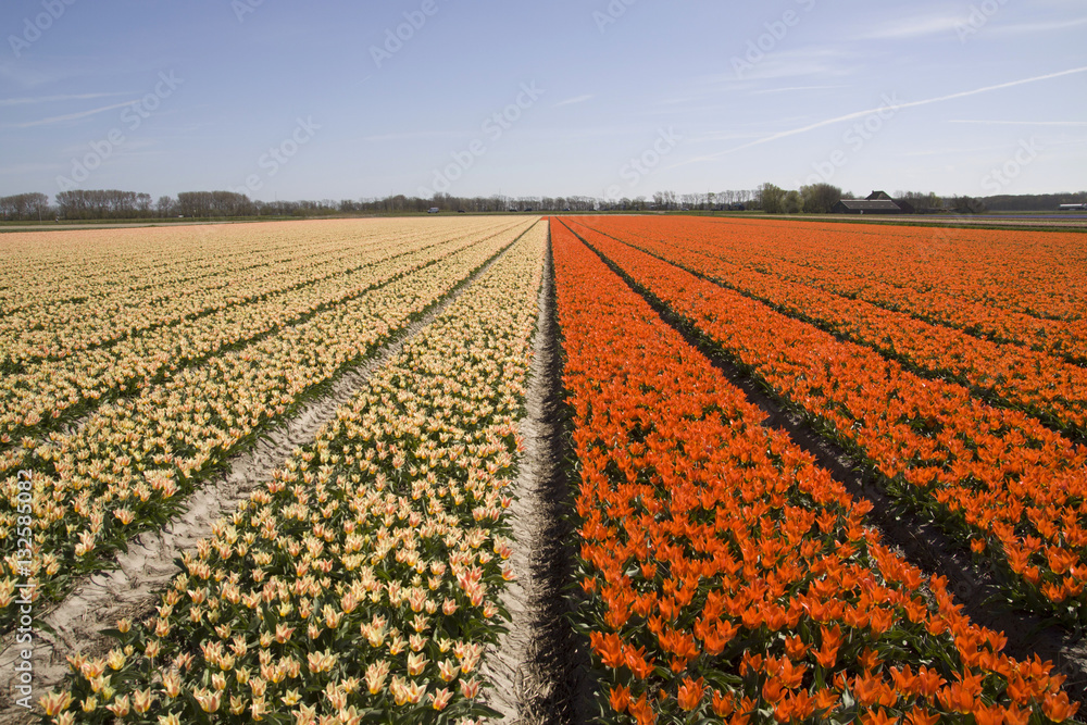 Spring tulip fields in Holland, colorful flowers in Netherlands 