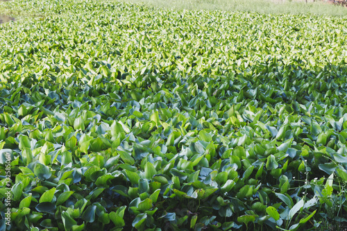 Water Hyacinth floating on the lake