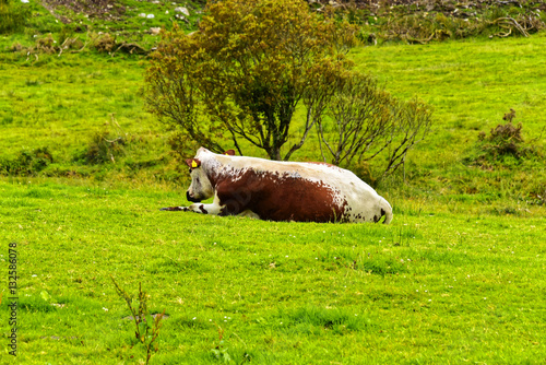 Irland - Connemara National Park photo