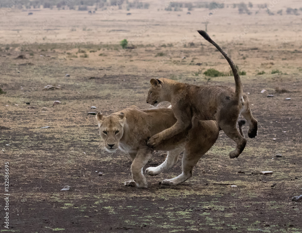 Fototapeta premium Two young lion cubs play fighting.