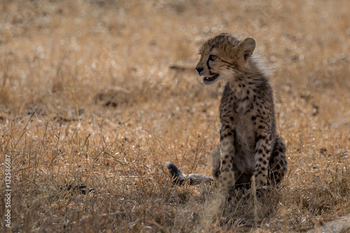 Cheetah cub sitting in Grassland taken in Kenya