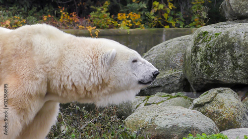 Close-up of a polarbear icebear in capticity photo