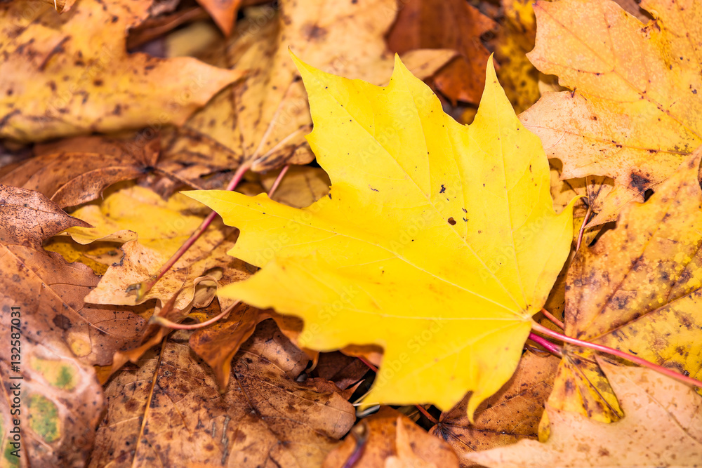 view of a single foliage