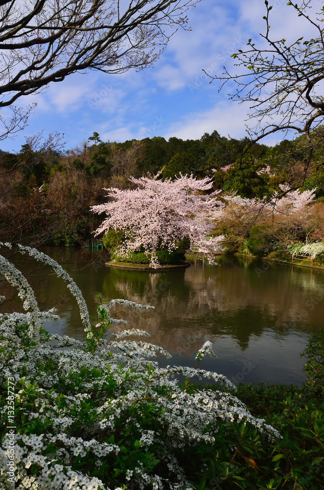 桜と雪柳 春 京都
cherry blossom in temple's pond, Kyoto Japan 桜と雪柳 春 京都
cherry blossom in temple's pond, Kyoto Japan