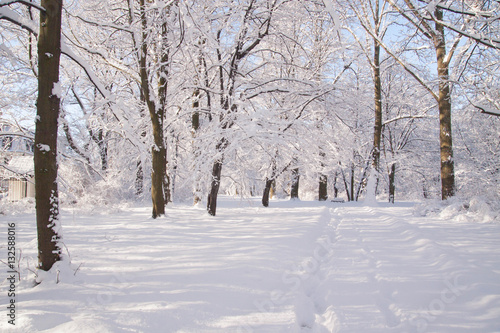 Snowy path amongst trees in Warsaw Lazienki park