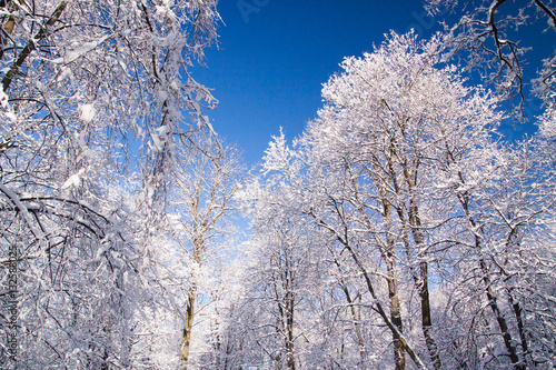 Snowy tree branches against blue sky after heavy snow fall in Wa © seawhisper