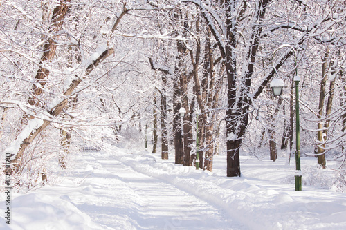 Snowy path amongst trees in Warsaw Lazienki park