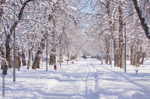 Snowy path amongst trees in Warsaw Lazienki park © seawhisper