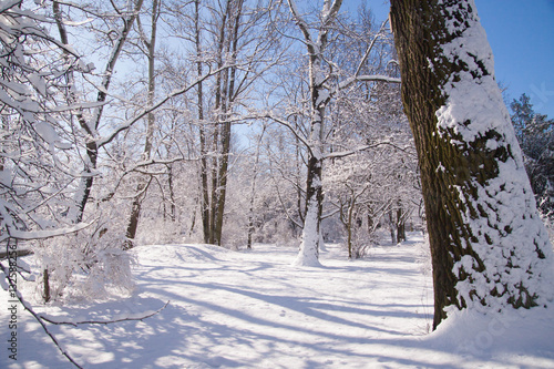 Snowy winter park Lazienki in Warsaw
