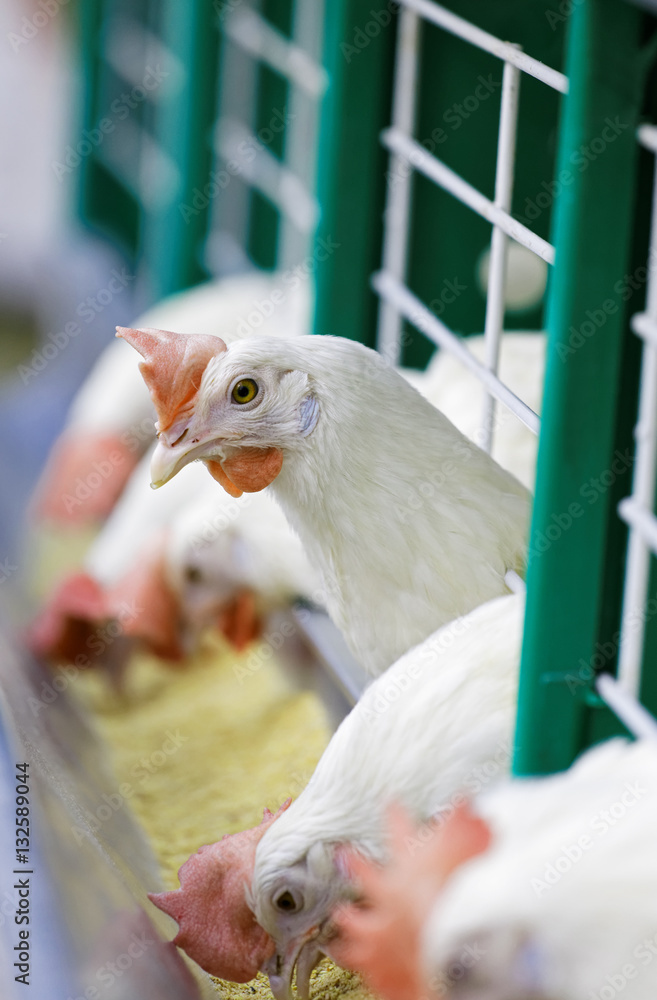 Hens in a cage