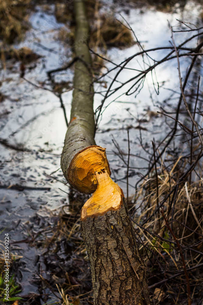 Felled alder tree by beaver Felled alder tree by beaver