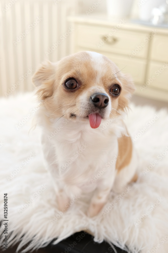 Lovely chiwawa with her tongue hanging out.