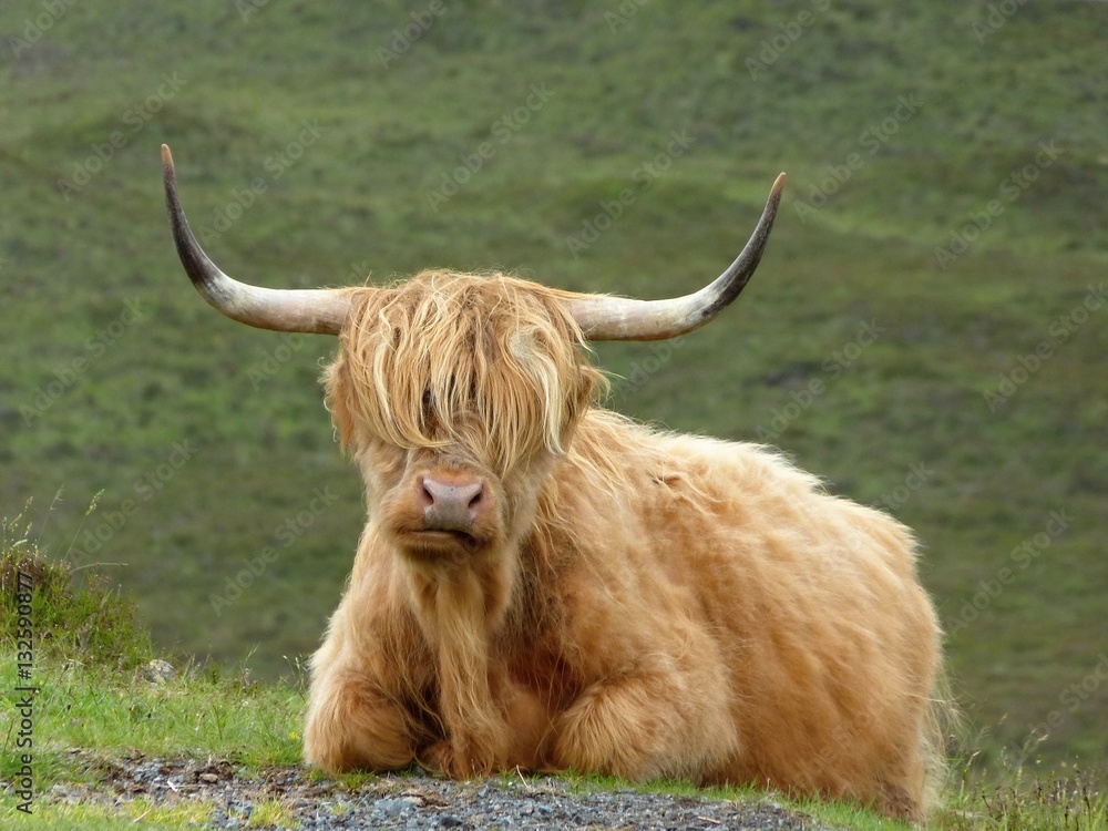 Highland Cow, Highlands of Scotland