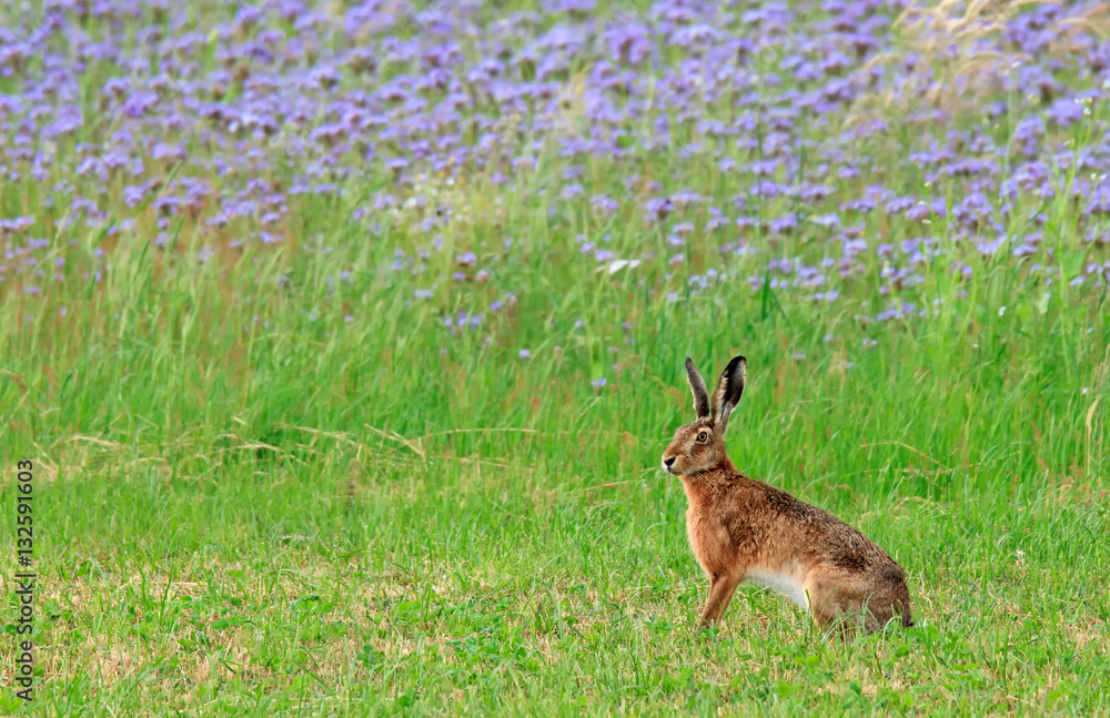 Feldhase auf Wiese vor floralen Hintergrund Feldhase auf Wiese vor floralen Hintergrund